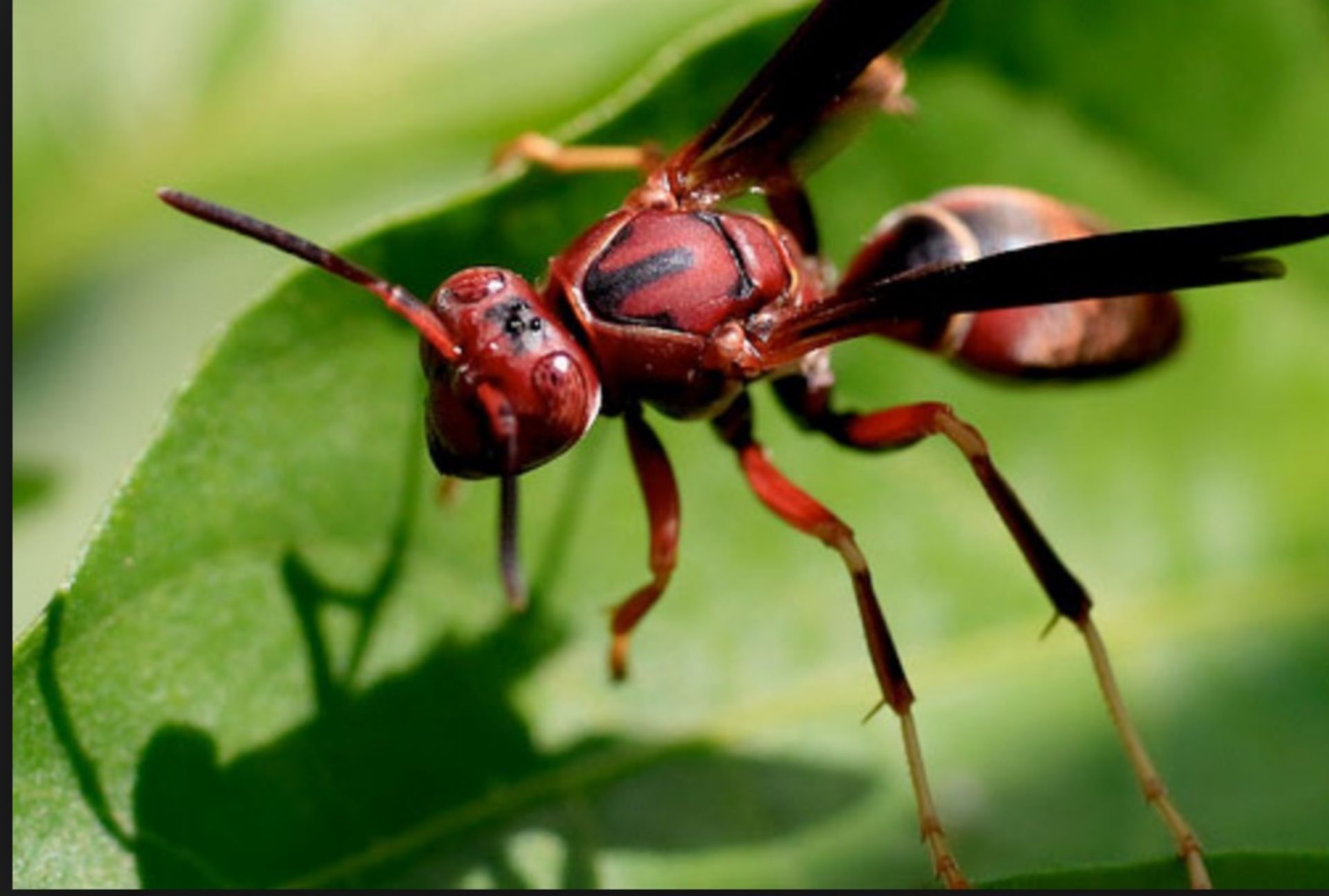 South Carolina Stinging Pest
