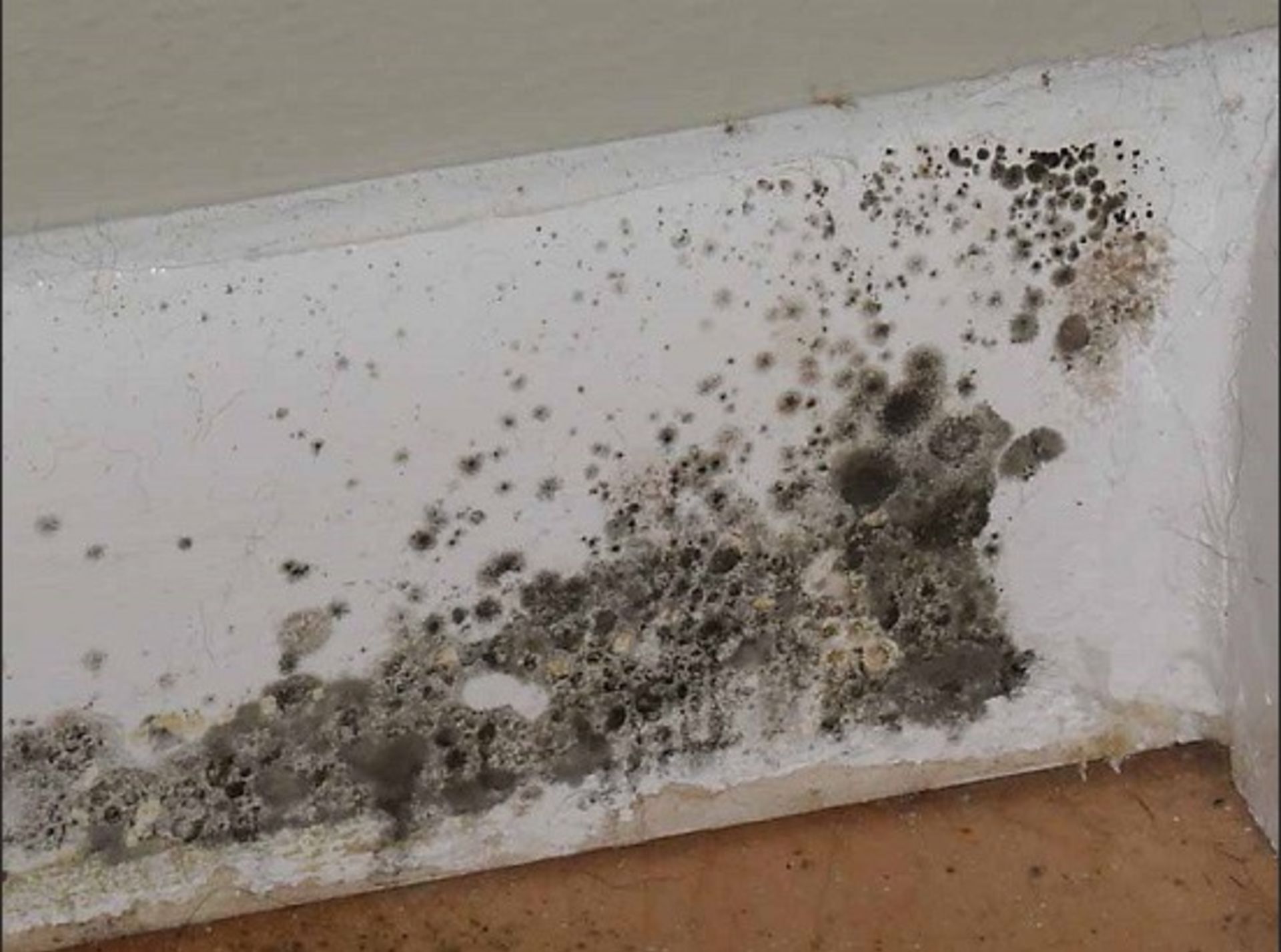 What you need to know about Mold.