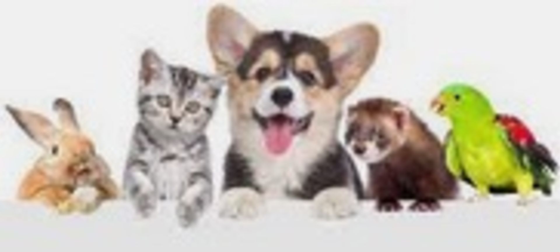 Can My HOA Make Me Get Rid of My Dog?