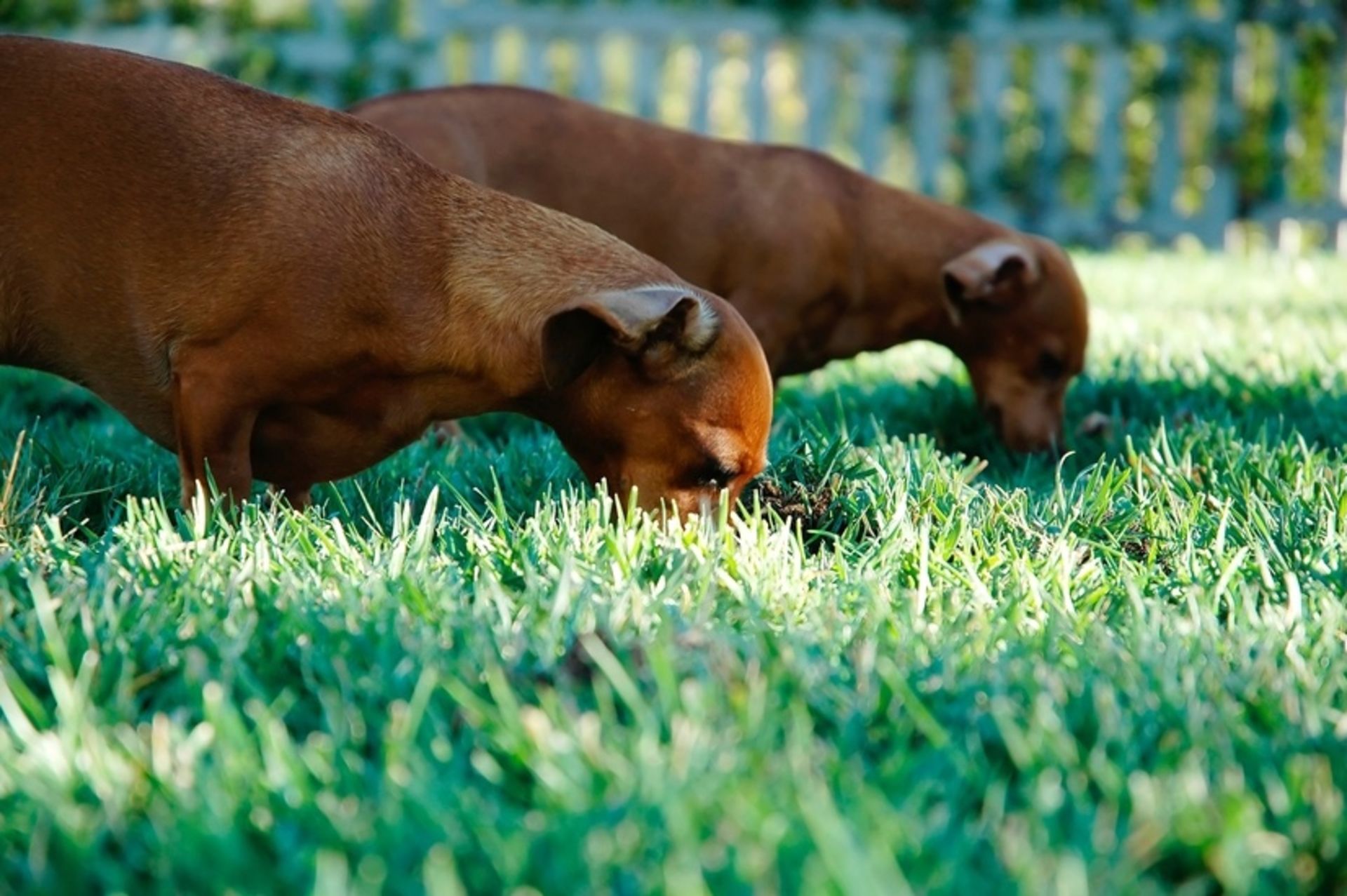 Natural Pest Solutions for Your Home