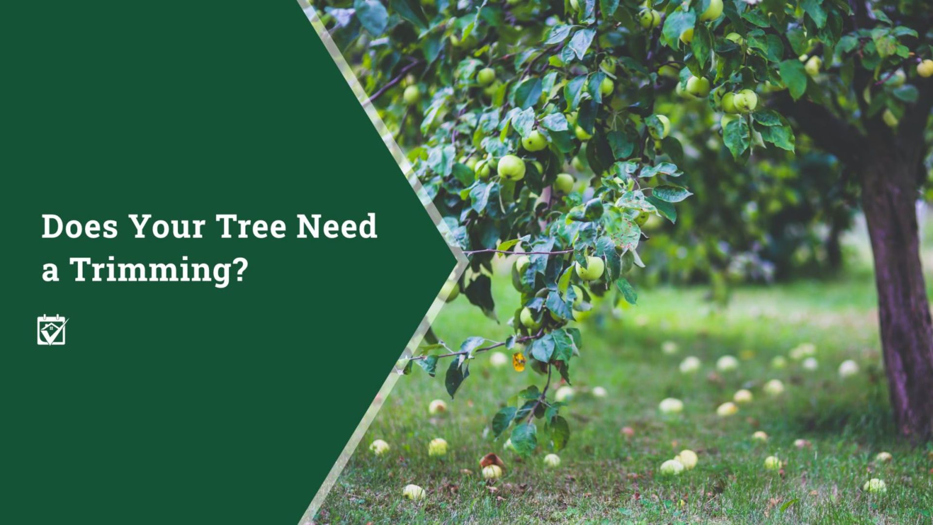 Does Your Tree Need Trimming?