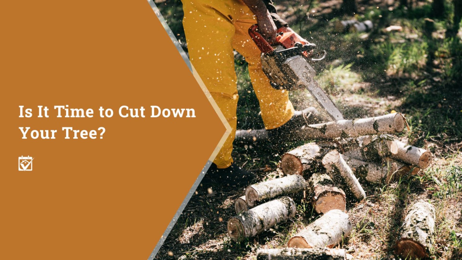 Is It Time to Cut Down Your Tree?