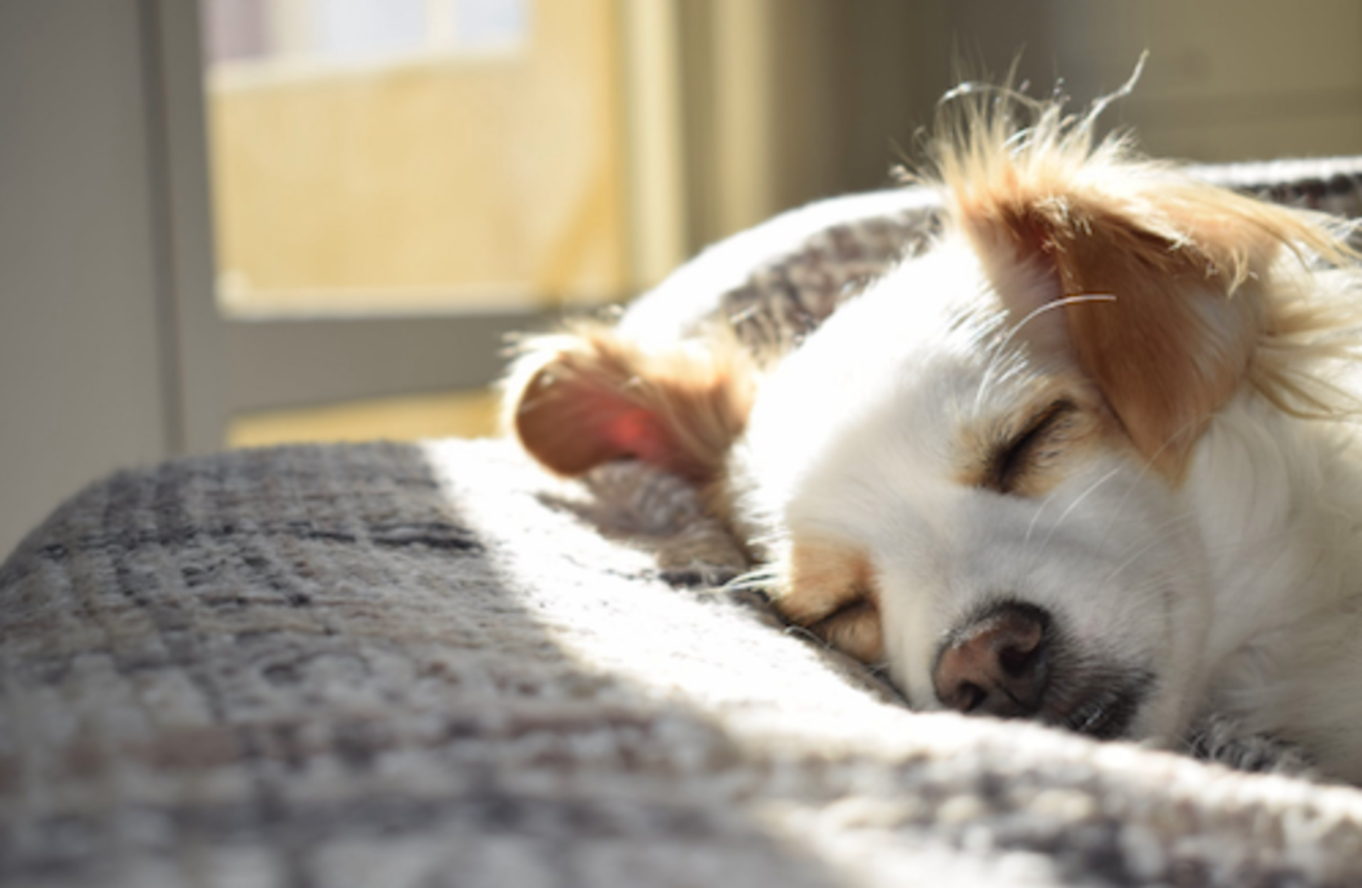 12 Pet Owner Maintenance Musts