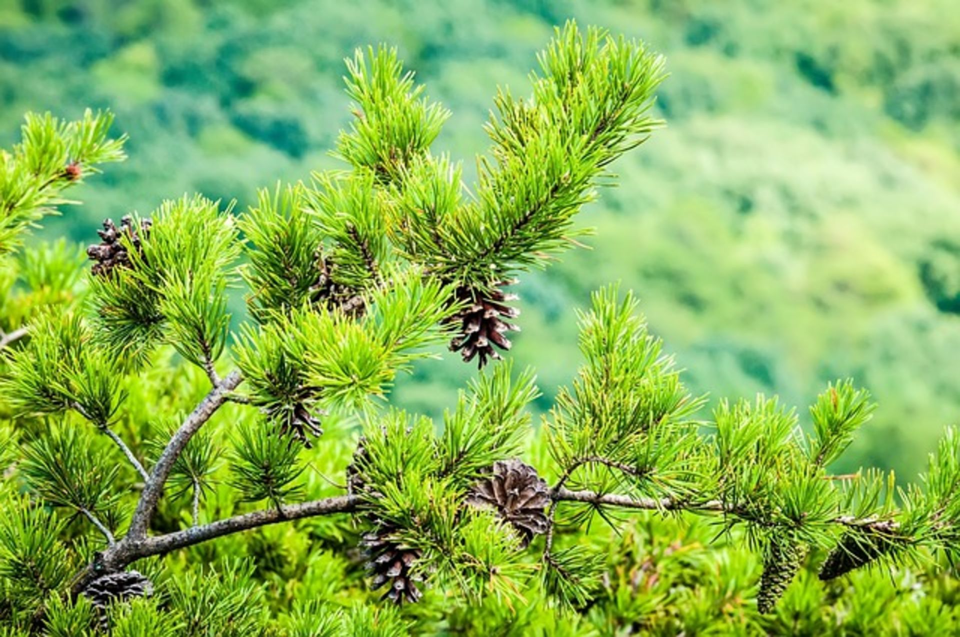 Whispering Pines