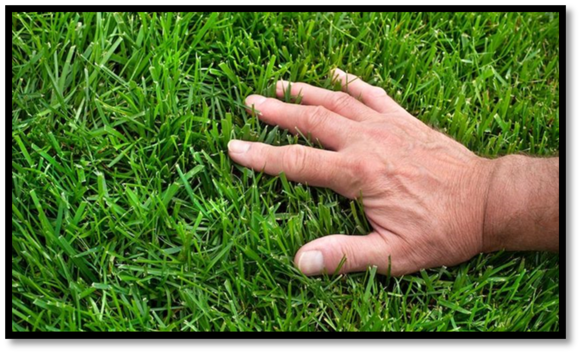 The 5 Best Lawn Care Resources to Help Keep your Grass Green and Healthy