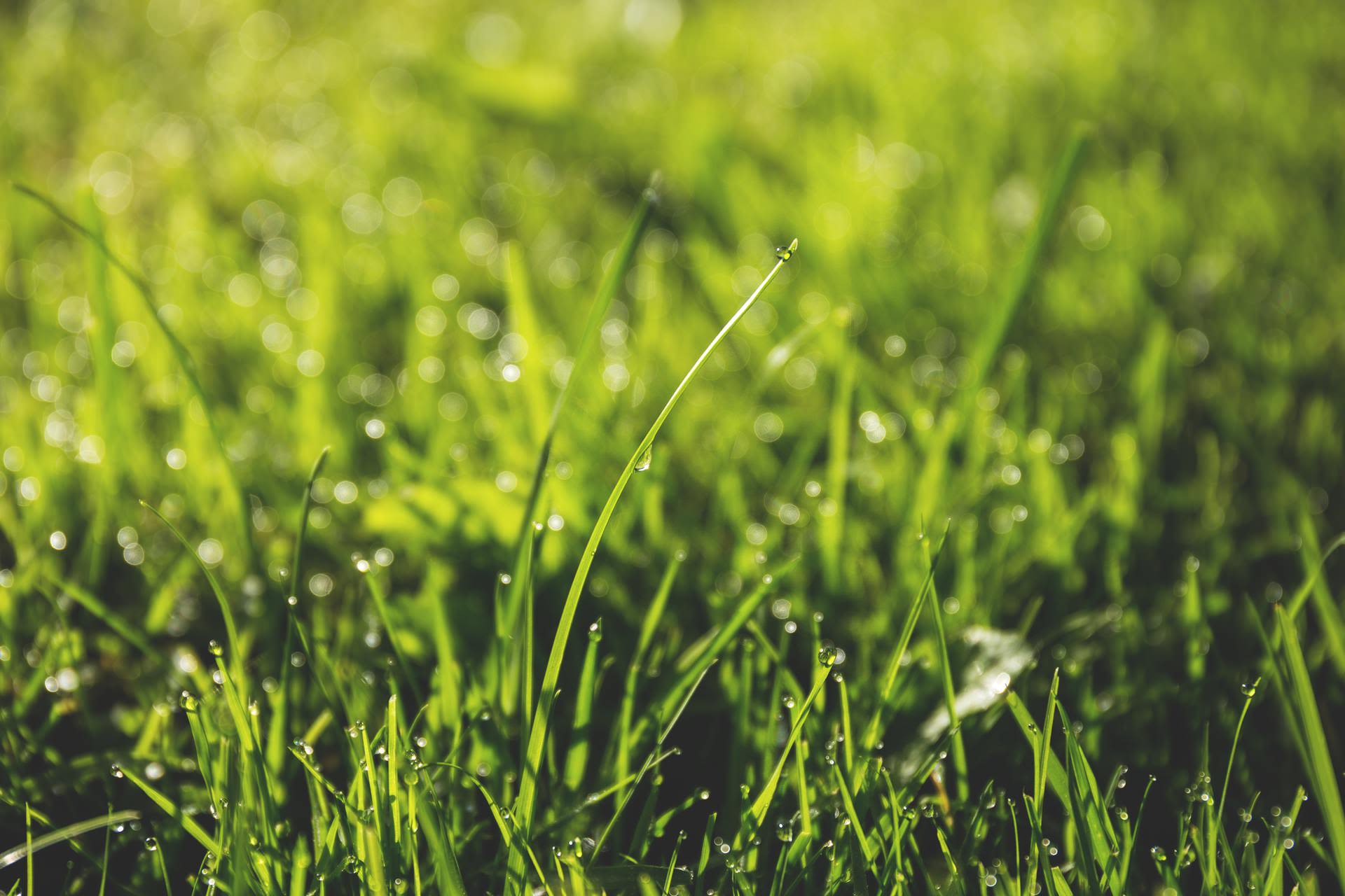 Taking Care of Your Delaware Lawn Without Wasting Resources