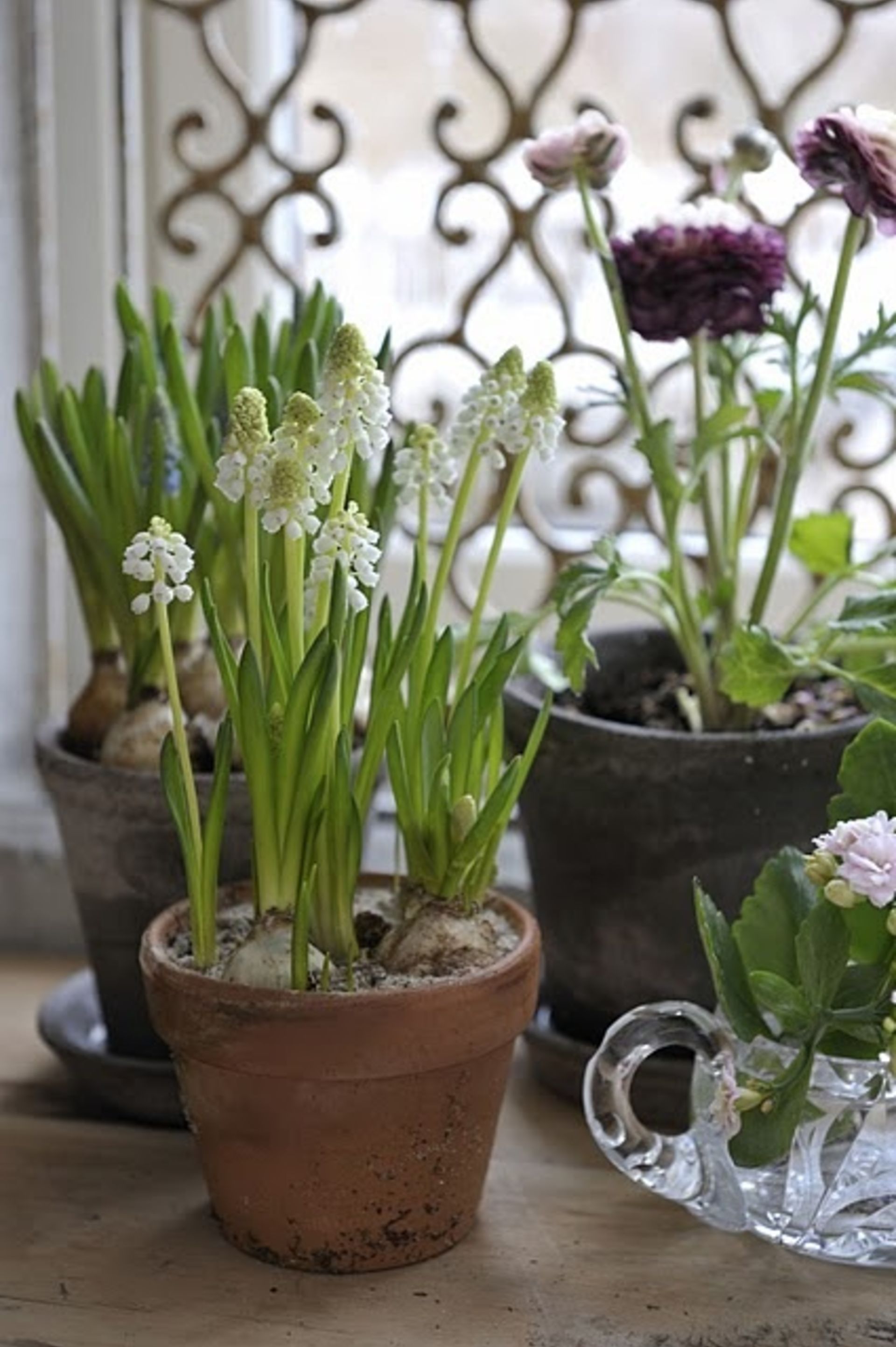 February Garden Tips to Move You into Spring