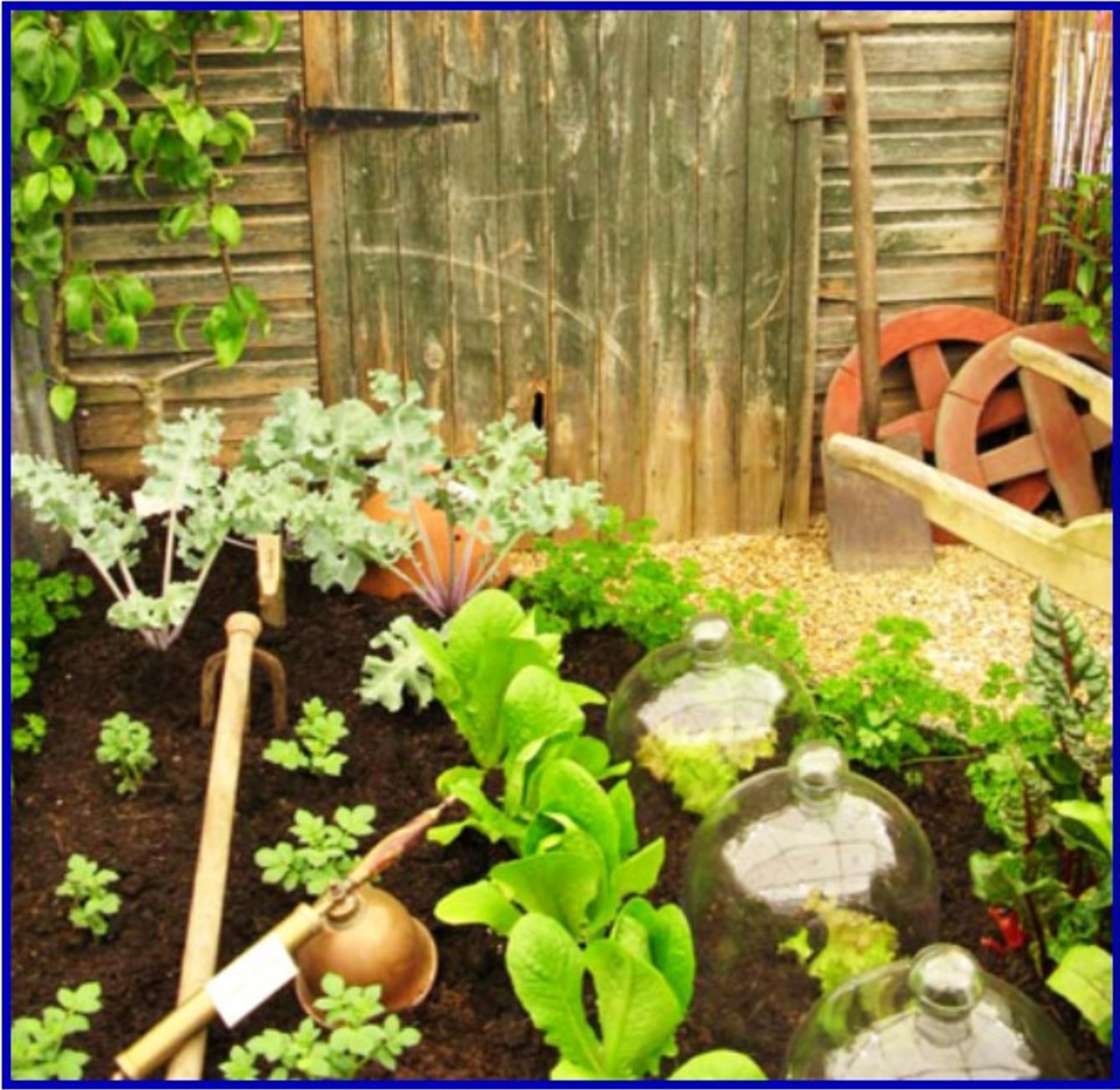 Planting Your Own Vegetable Garden