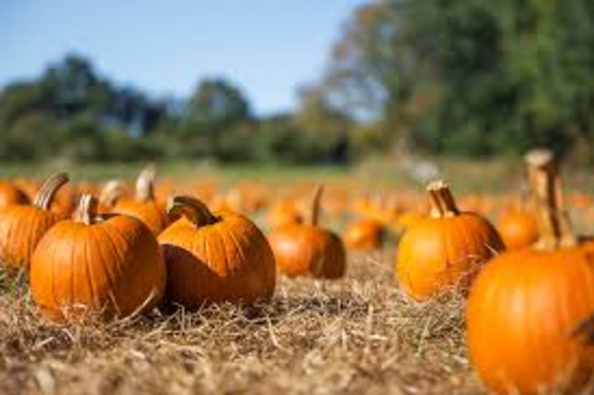 Snohomish County Pumpkin Patches