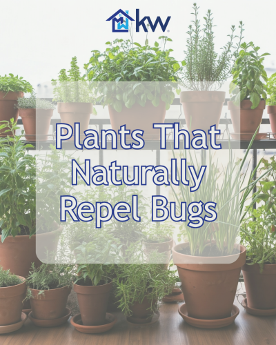 Keep Pests Away Naturally: 8 Beautiful Plants That Repel Summer Bugs
