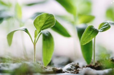 How To Create An Urban Garden: 17 Considerations