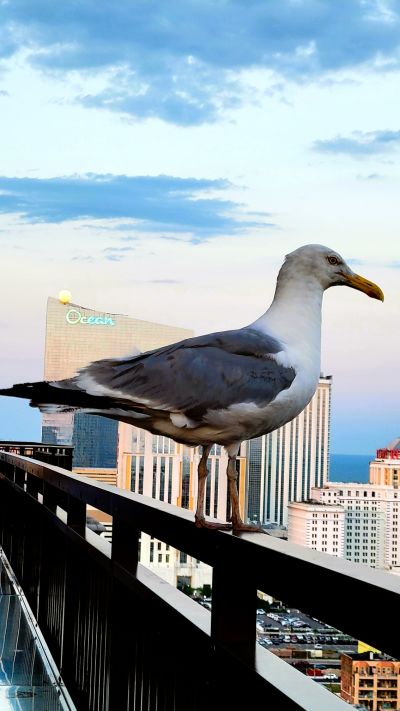BIRDFY & YOUR TV!