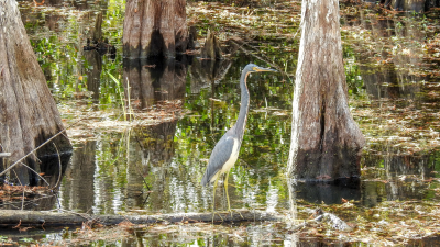 Bringing Nature Home: Creating a Florida-Friendly Oasis for Native Wildlife on the Treasure Coast