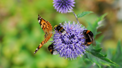 Creating a Bird &#038; Butterfly Haven: Easy DIY Planters for Treasure Coast&#8217;s Pollinators