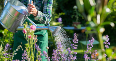 Keeping Your Garden Cool in the Summer