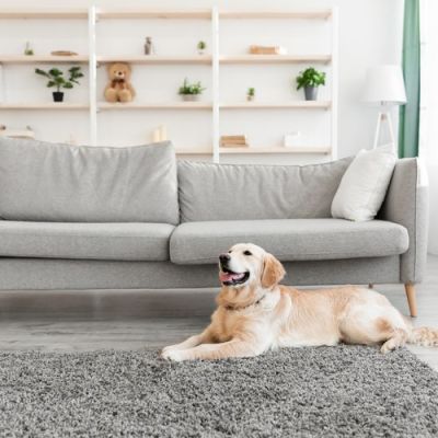 Need to Replace Pet-Damaged Carpet?