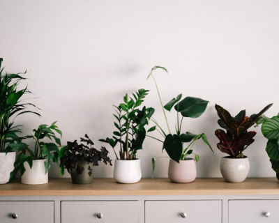 Low Maintenance Plants for Your Home