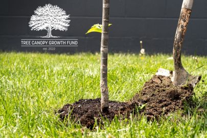 Striding Towards a Greener Fort Wayne with The Tree Canopy Growth Fund