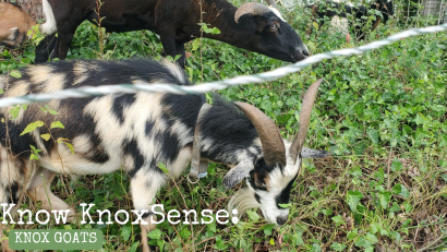 Know Knoxsense: Knox Goats