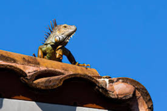 How to Keep Iguanas Off Florida roofs: A Guide for Homeowners