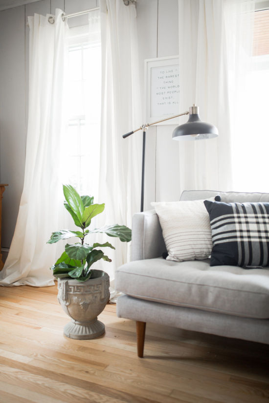 THE BEST INDOOR TREES FOR YOUR HOME