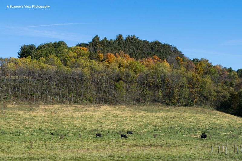 Richland Center