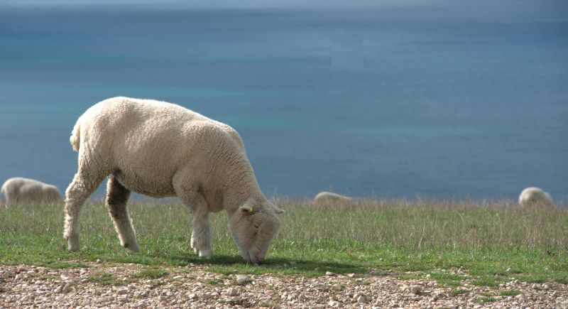 Sea Ranch Area Real Estate