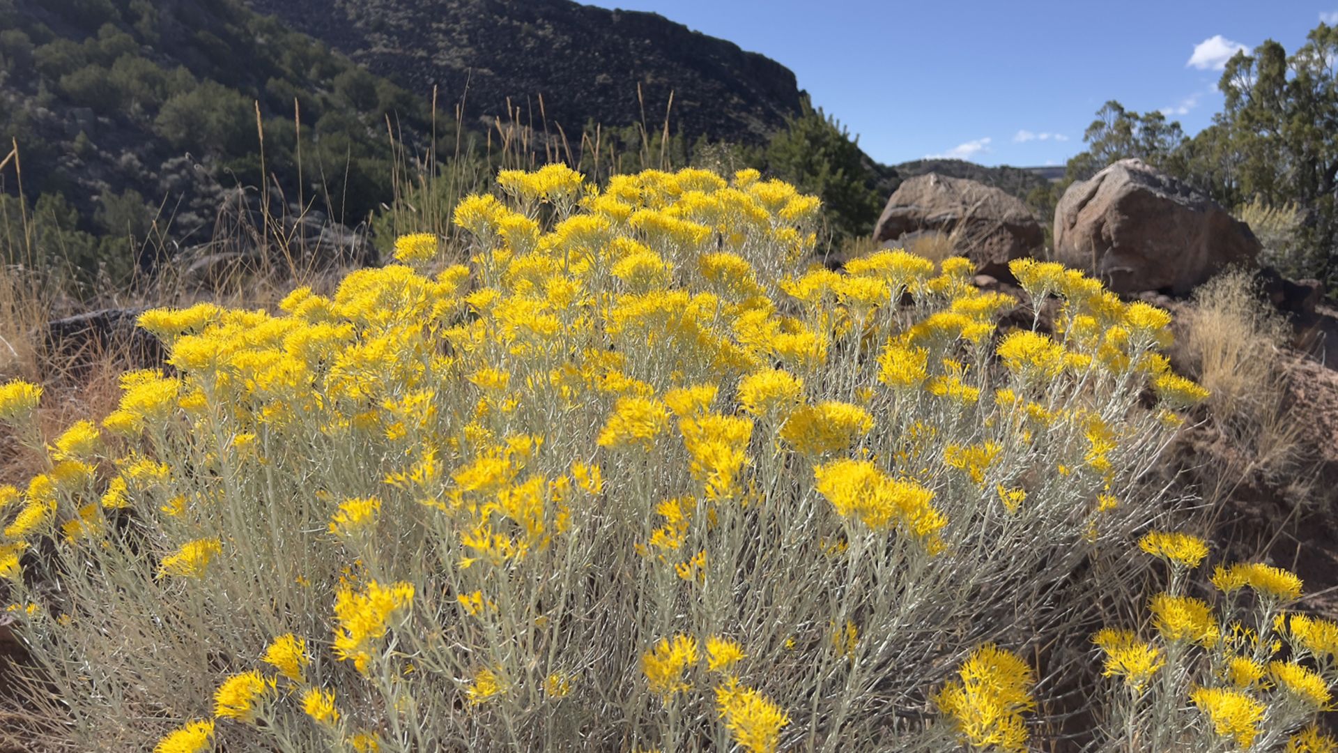 The Golden Beauty of Chamisa in Northern New Mexico Who you Buy or