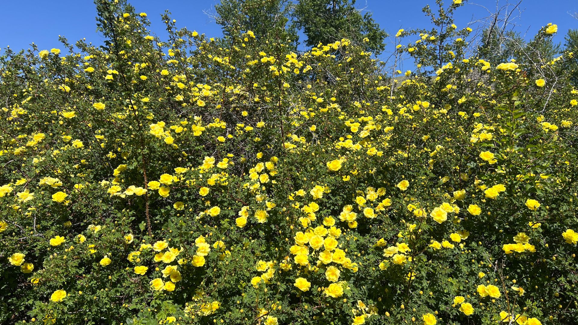 The Charm of Old-Fashioned Yellow Rose Bushes Around Adobe Homes in ...