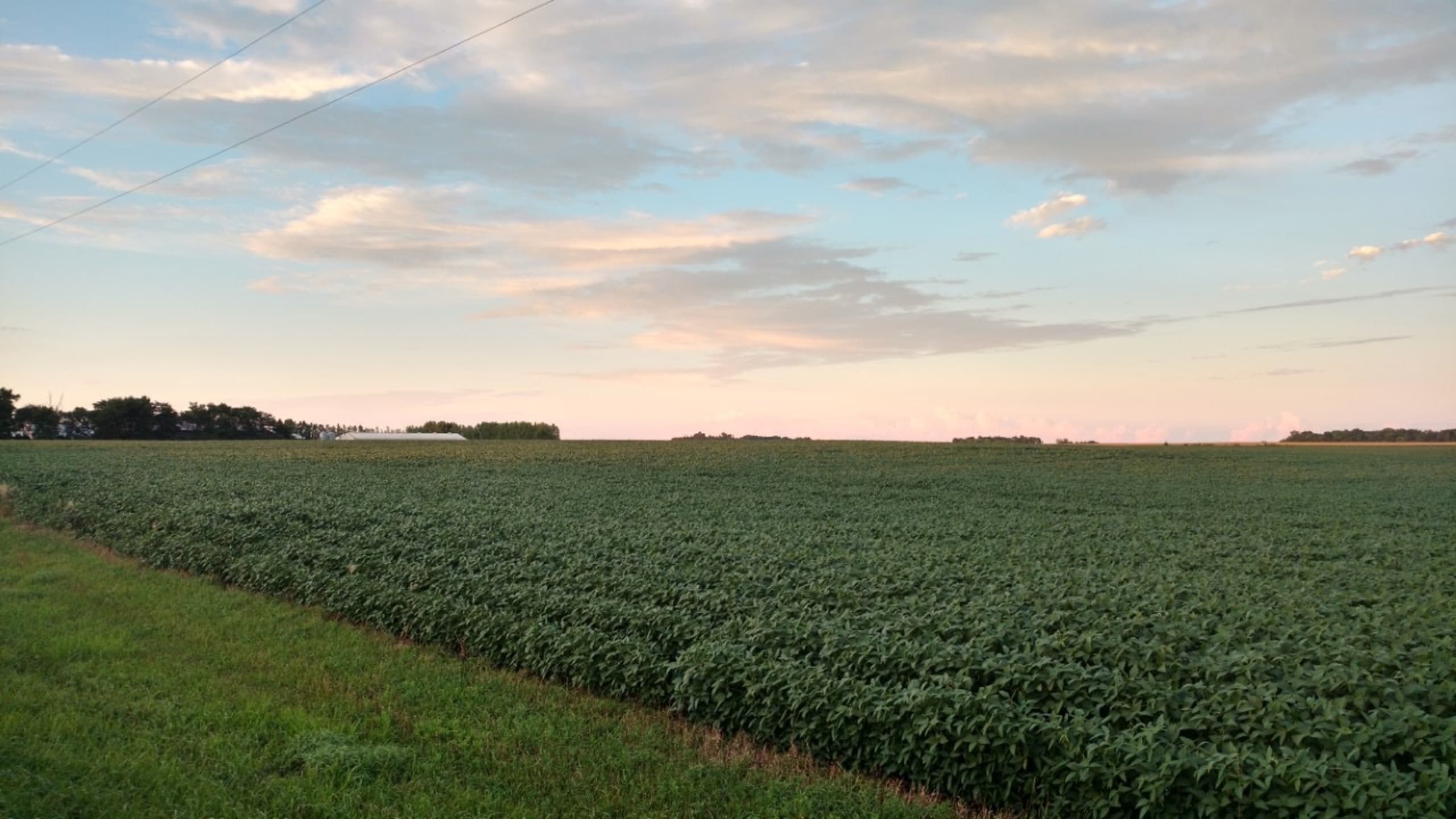 Murrayland Agency inception-app-prod/MzlmMmM2MmEtMTEzNi00Zjc5LTg0MDYtMDhhMmQyMmRkYTZk/content/2020/12/field-greenbeans.jpg