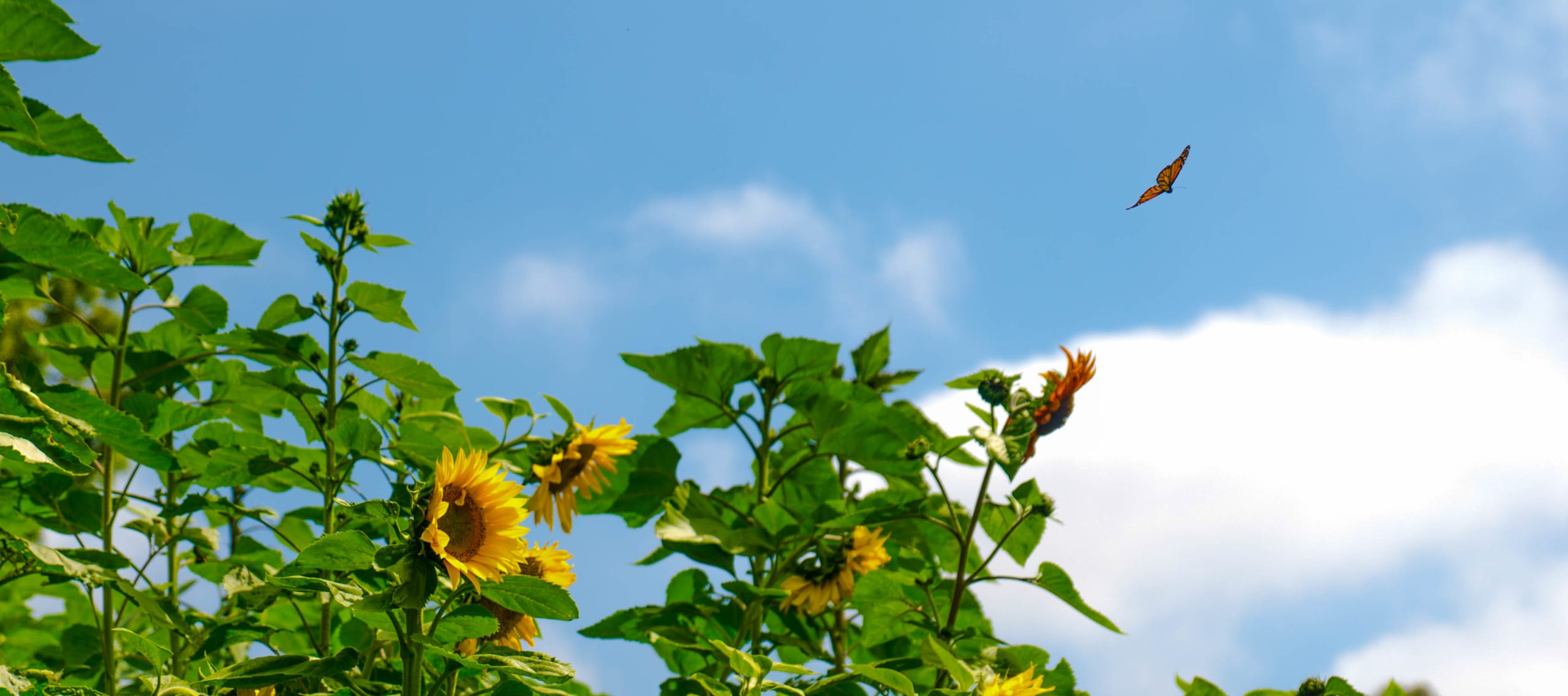 inception-app-prod/NzMzYmY5NGQtZDNhMy00MjQ0LTg3M2UtM2ZkNmM0ODhmYzcz/favicon/2016/12/Santee 11 - Mission Realty 619 855-1151.jpg