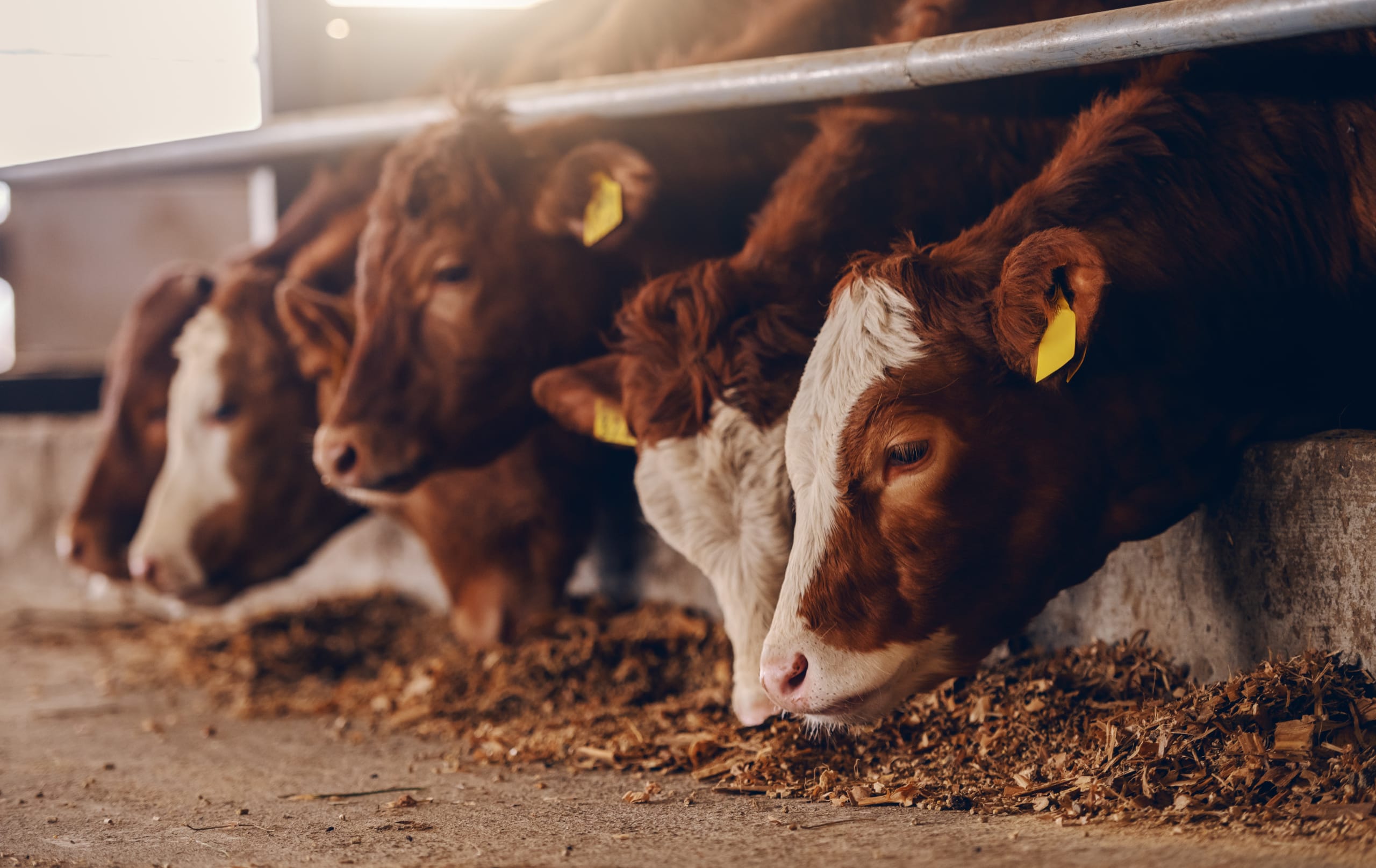 AGRIBUSINESS REAL ESTATE SERVICES Because Agriculture is Life