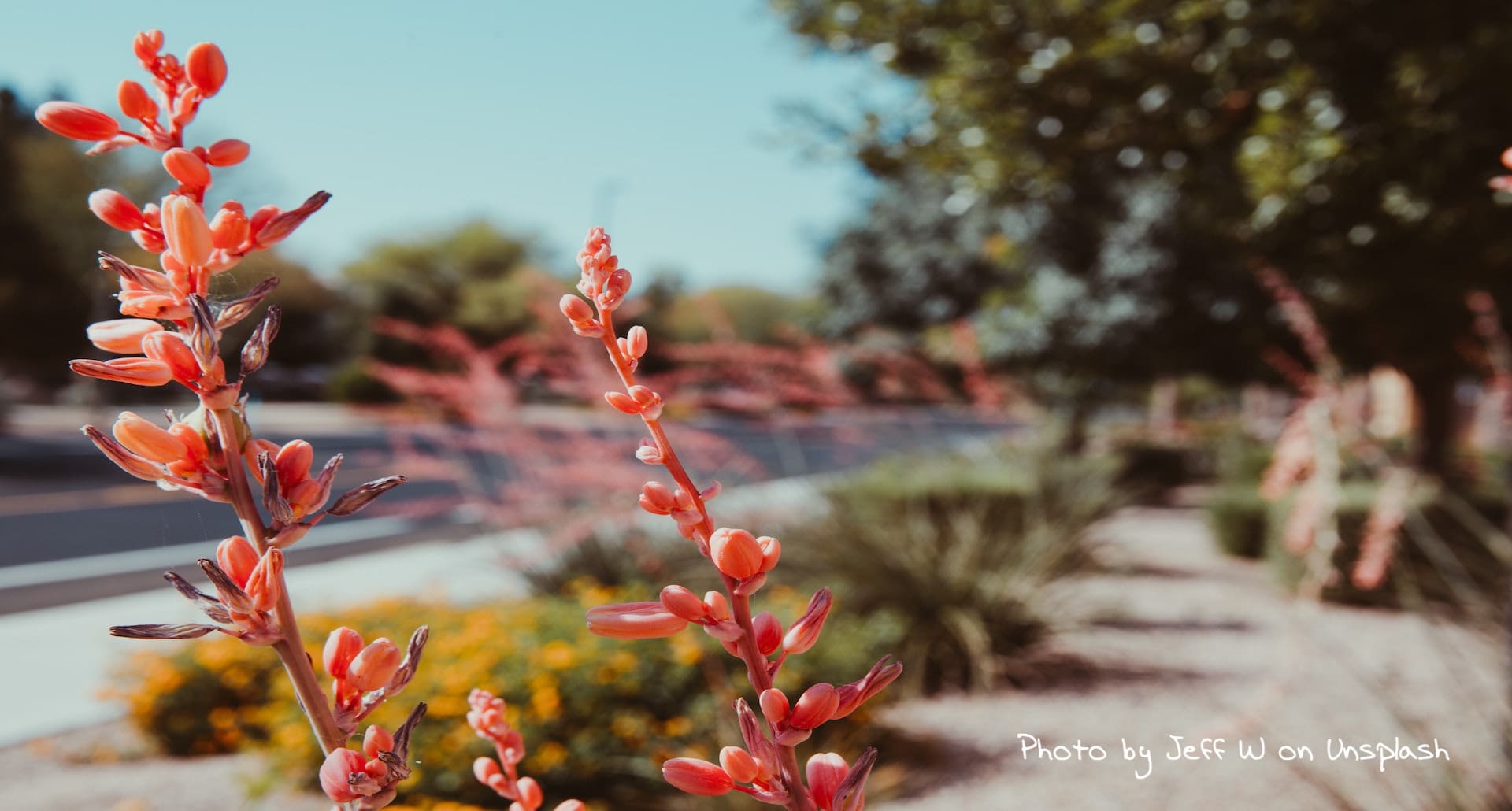 NATIVE PLANTS inception-app-prod/M2M5Y2M0ODMtM2YxZC00NzY1LThmY2YtNzhhNjhhOTgwYmFj/content/2020/11/jeff-w-h7owhdqepow-unsplashcopy.jpg