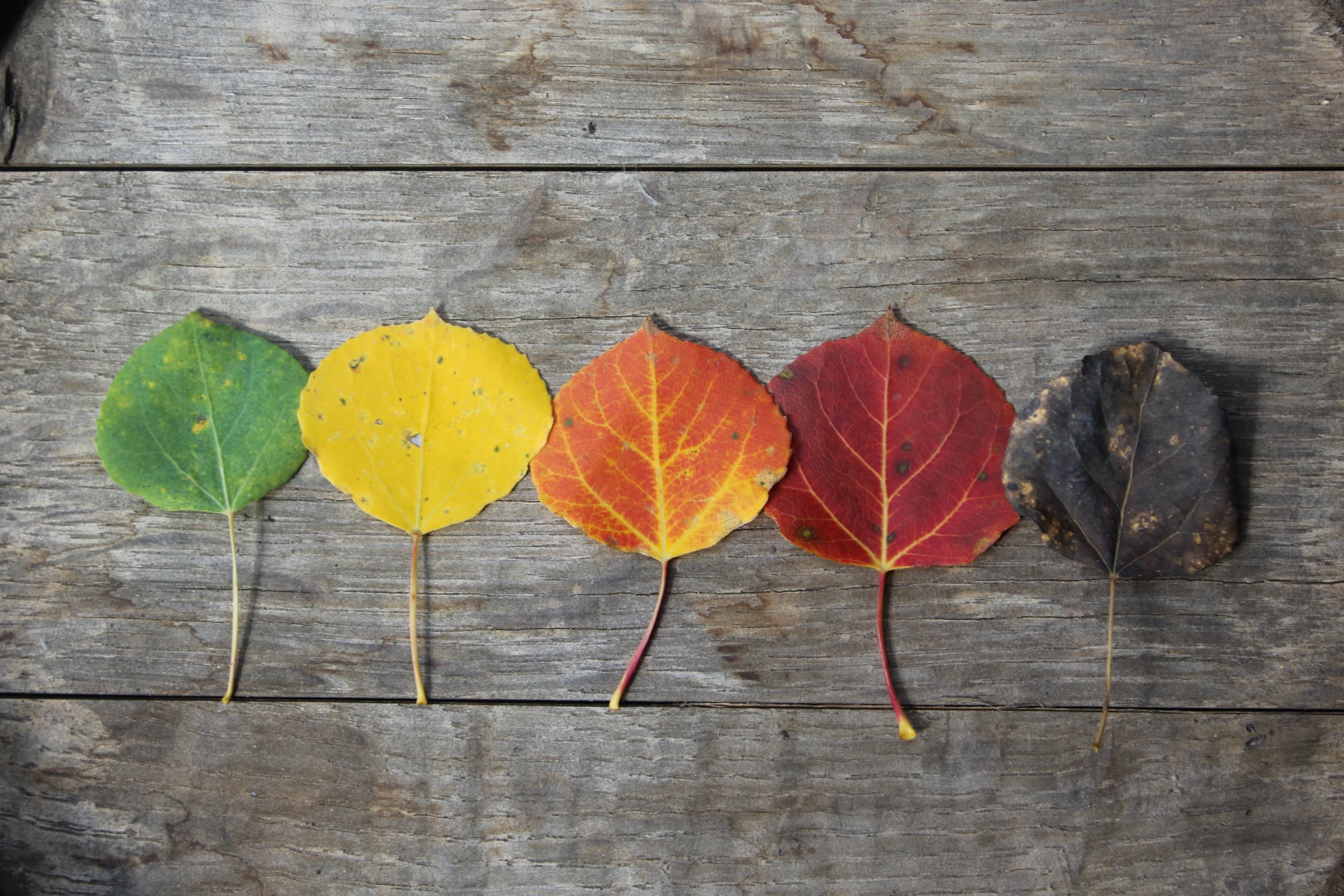 ABOUT inception-app-prod/NTIwNDRkZTctYzljYy00ZmMxLWIzODctNWQ0ZGNlMjJkMWFh/content/2023/10/a7301e2b15f9283eec0fad7dff393190c90ff880.jpeg