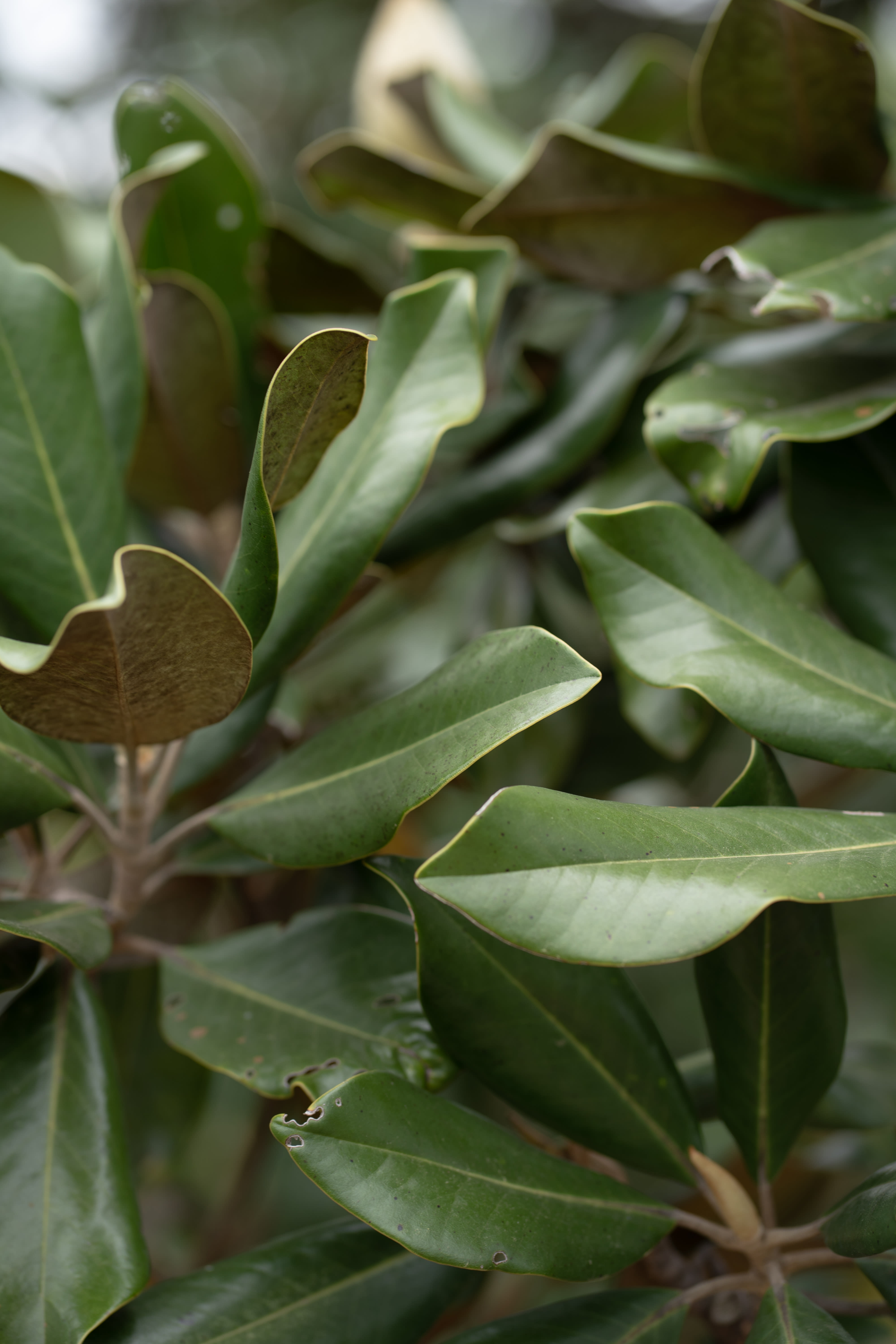 Magnolia Roots Realty inception-app-prod/YTZiODg1NjktZTA2OC00MGRlLTk2ODAtNzRlNDNmYjQwZGFi/content/2023/04/2a7c4c7773703695f53b58eeba37183009531729.jpg