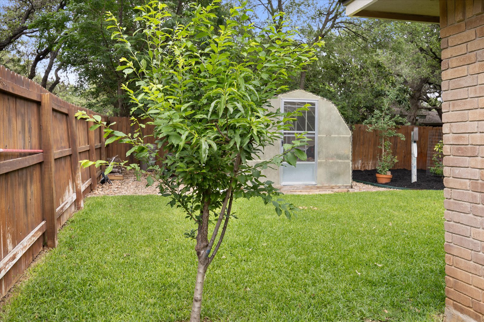 421 Skyforest Dr - Fruit Tree