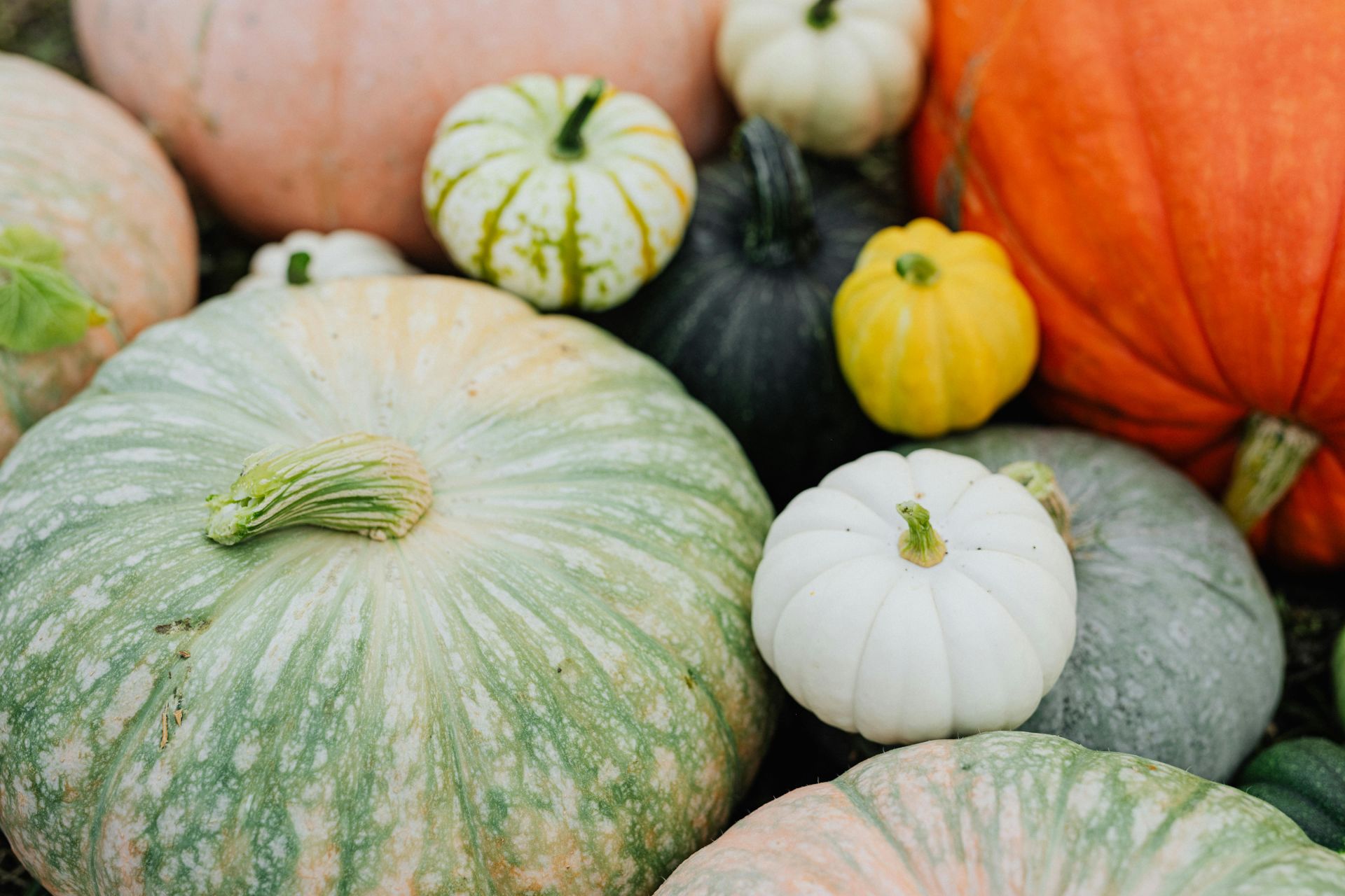 Multiple pumpkins of varying sizes