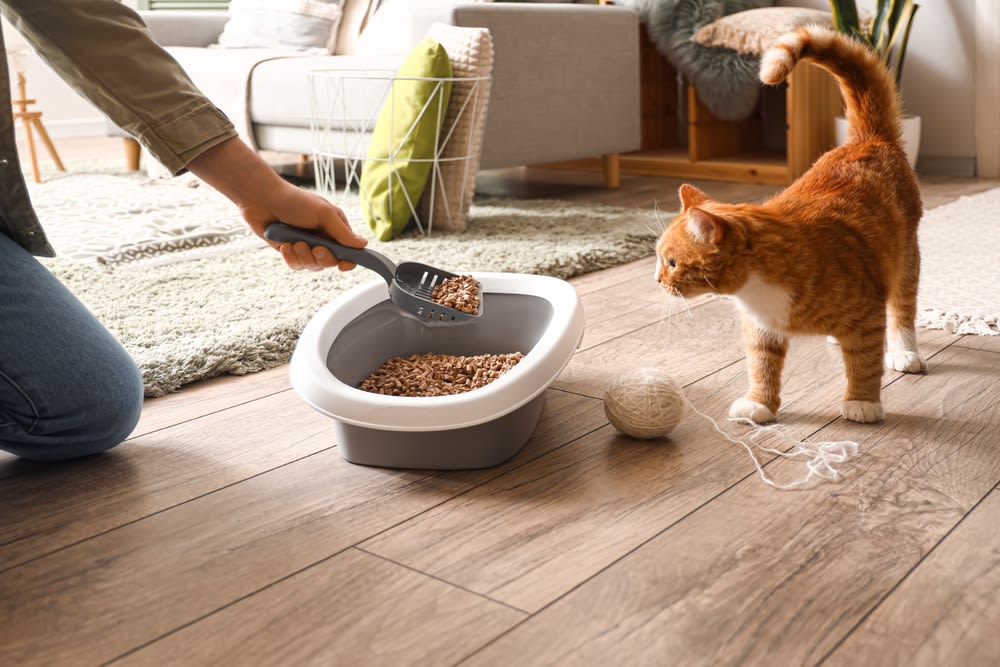 a-person-feeding-a-cat a person feeding a cat