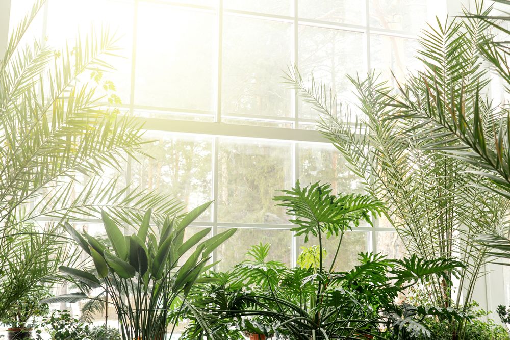 plants plants
