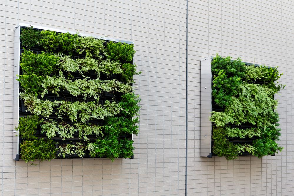 plant-on-the-wall plant on the wall