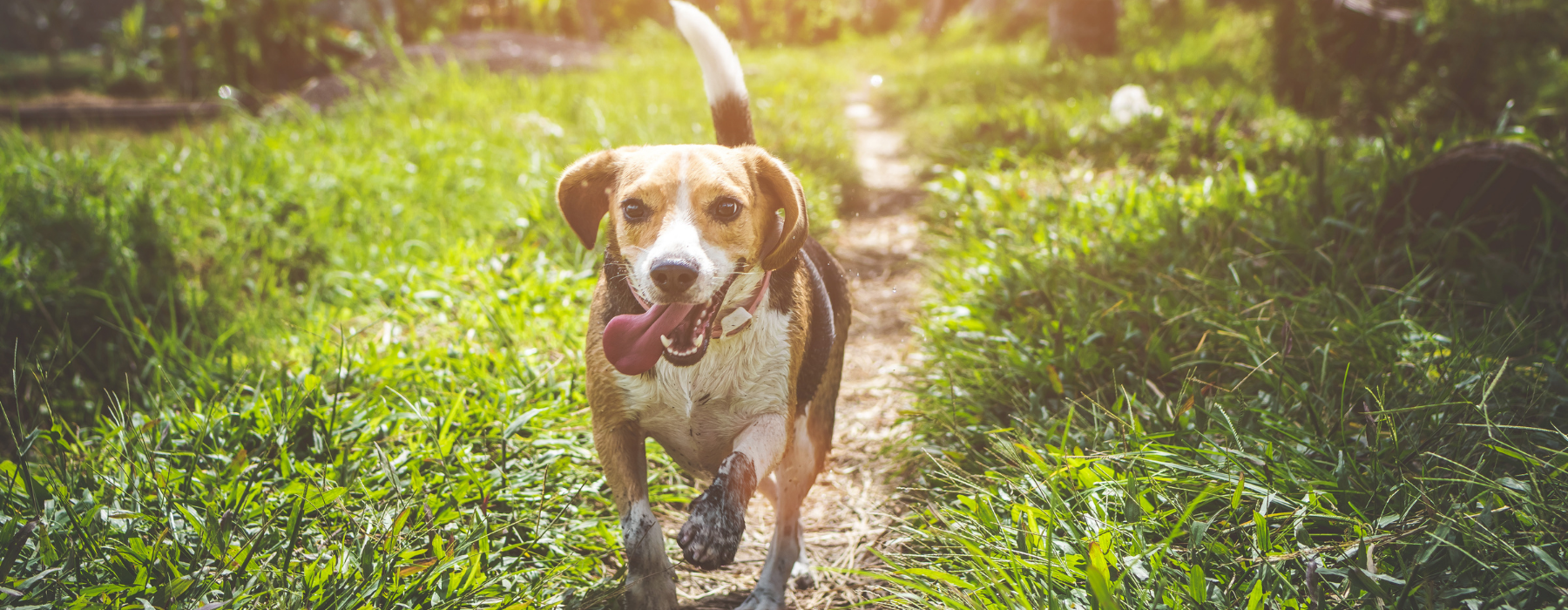 Pet-friendly Trails and Parks