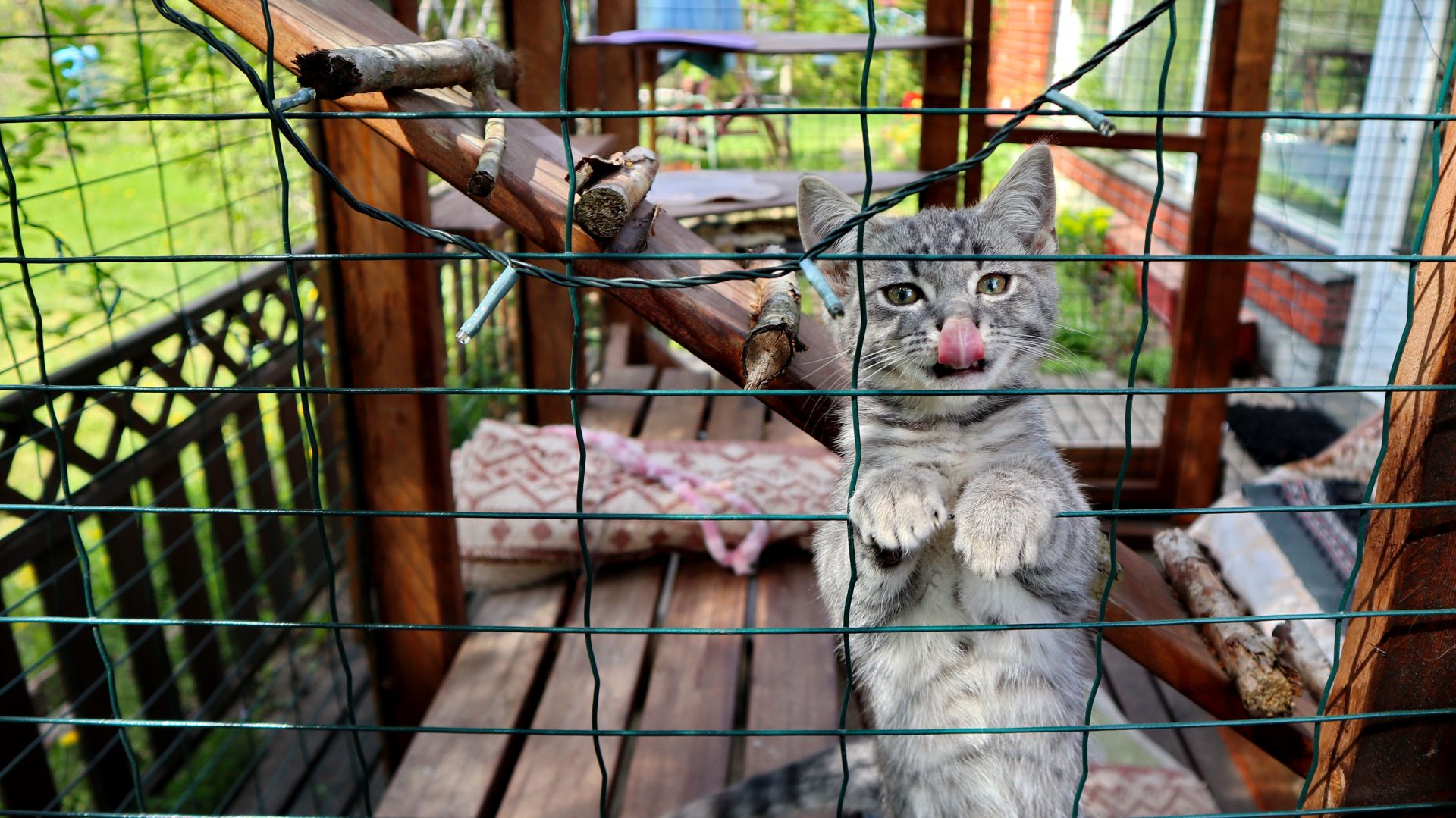 cat-in-a-safe-outdoor-space cat in a safe outdoor space