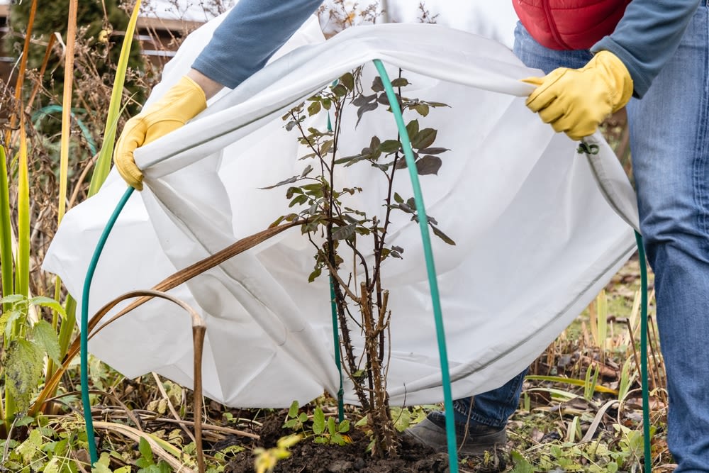 Placing-a-protective-cover-on-plants Placing a protective cover on plants
