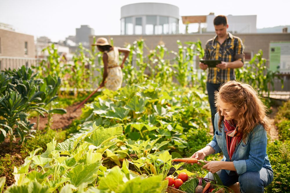 The Ripple Effect of Urban Agriculture The Ripple Effect of Urban Agriculture