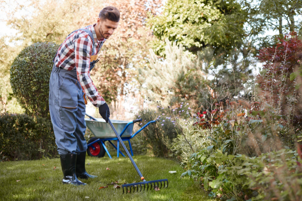 yard-cleanup-with-raked-leaves-&-new-mulch yard cleanup with raked leaves & new mulch