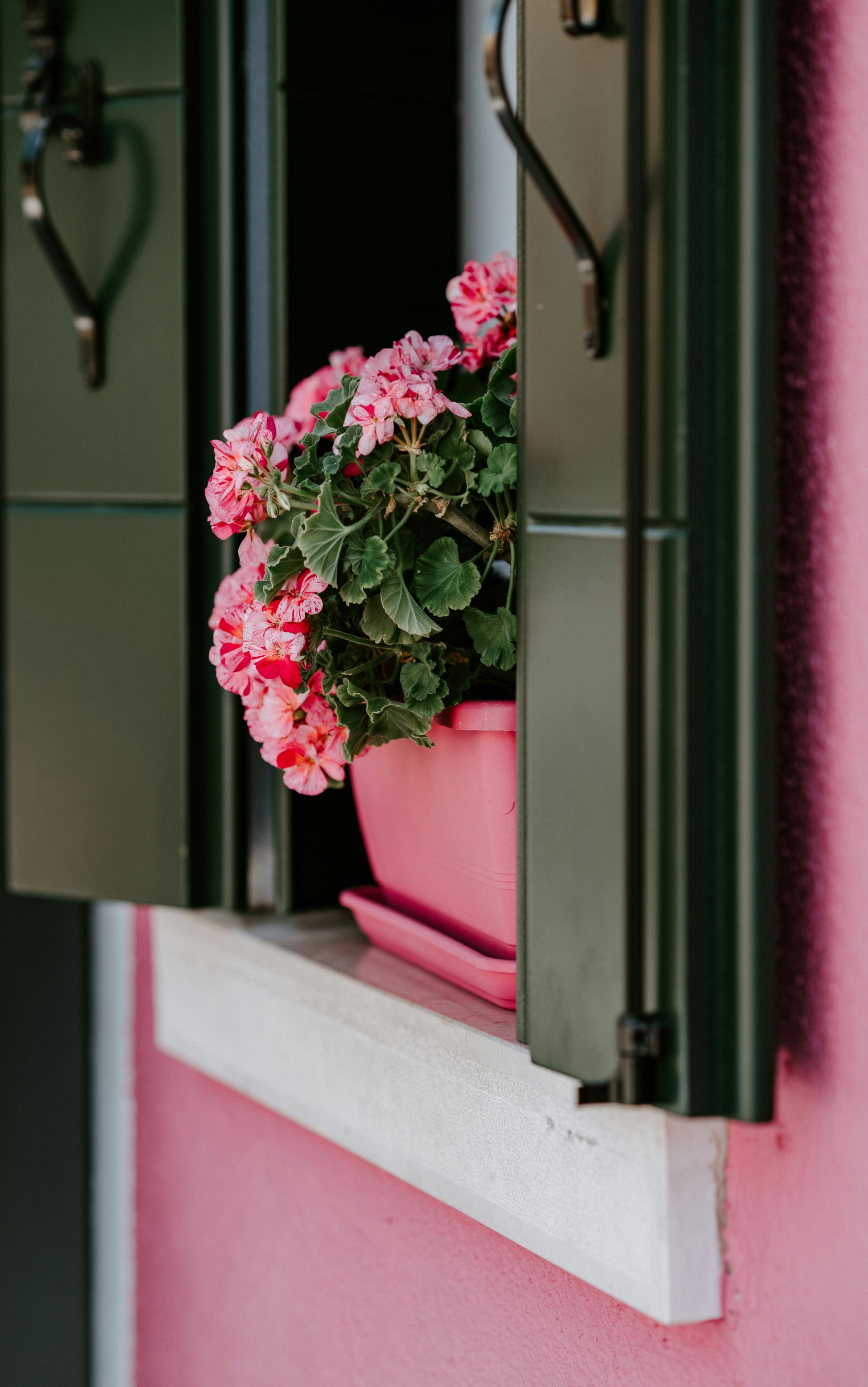 Colorful flowers in a pot