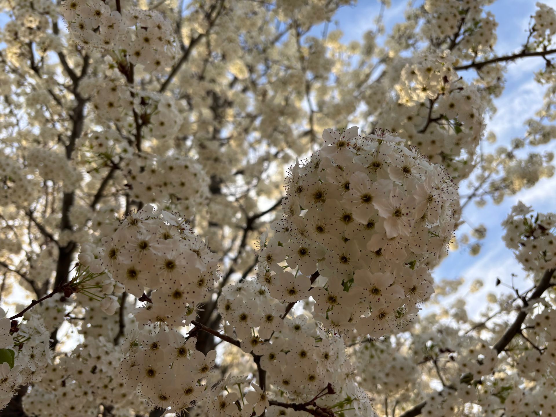 Blooming Plum in Prescott Valley, AZ Blooming Plum in Prescott Valley, AZ