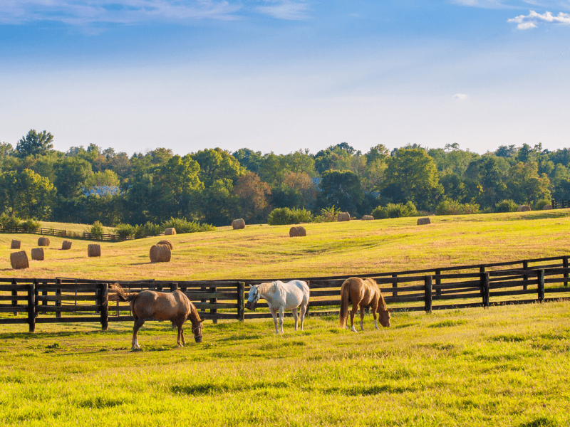 sell a horse farm in Fauquier County VA