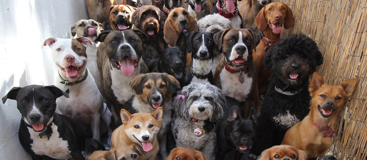 No Dog Left Behind is our Focus Community Organization for Q1 2022