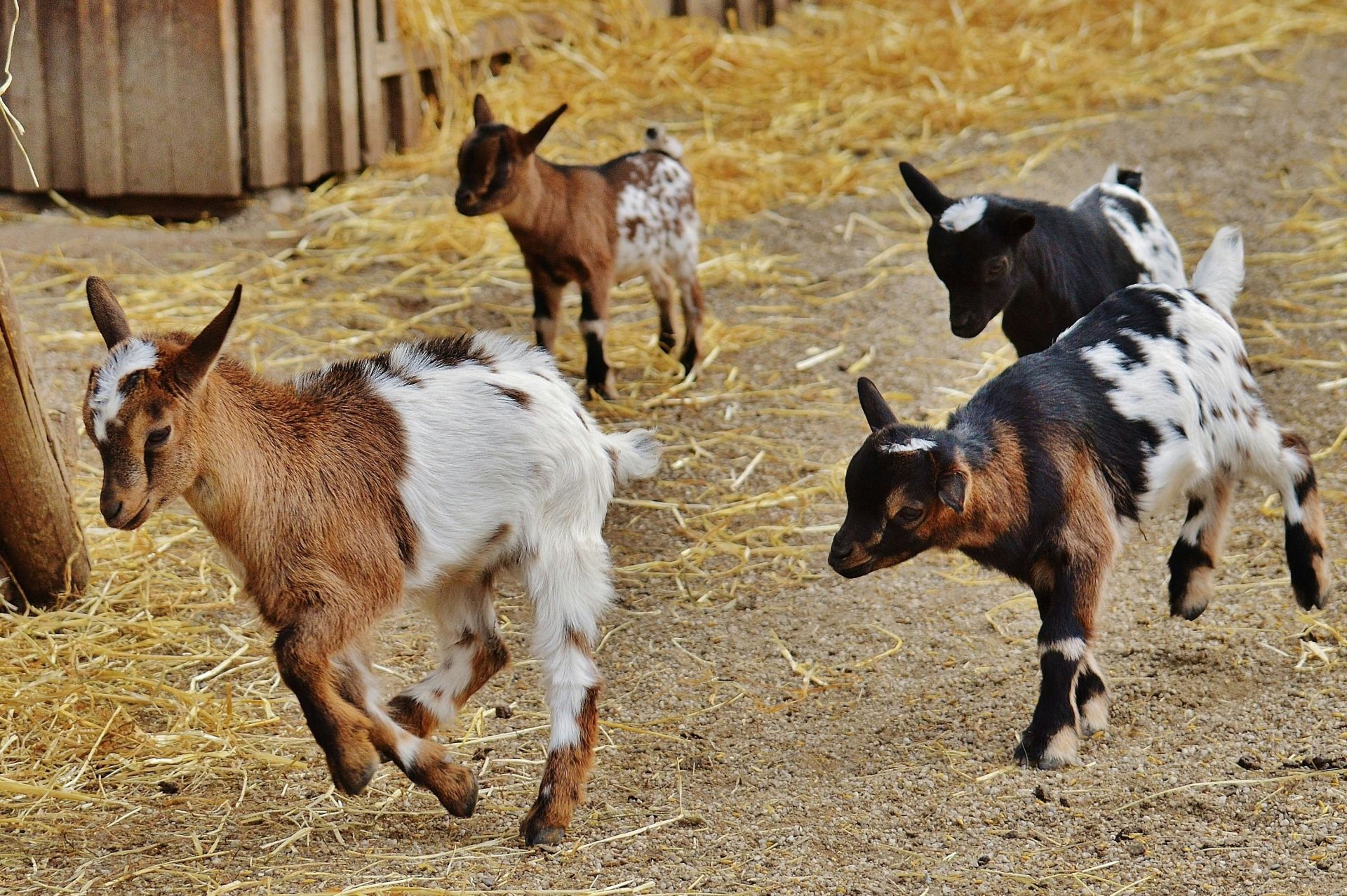 Baby Goats Playing Goats on East Texas Homestead